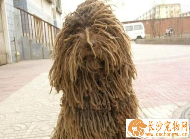 波利犬怎么大小便 初期培养时要适当控制食量