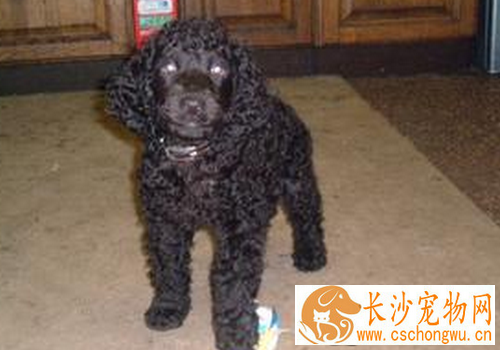 爱尔兰雪达犬的技能 爱尔兰雪达犬怎么训练
