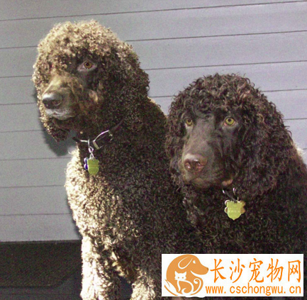爱尔兰雪达犬的技能 爱尔兰雪达犬怎么训练