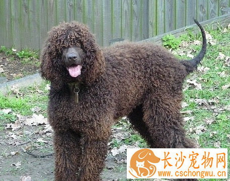 爱尔兰雪达犬的技能 爱尔兰雪达犬怎么训练
