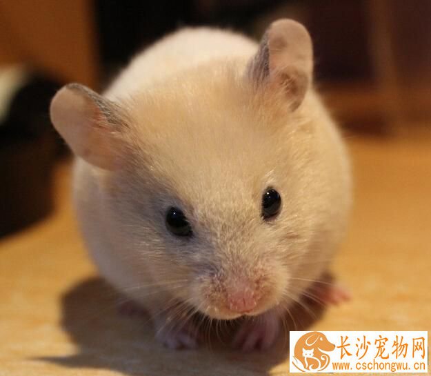 金丝熊可以合笼吗 等到发情期才可以合笼