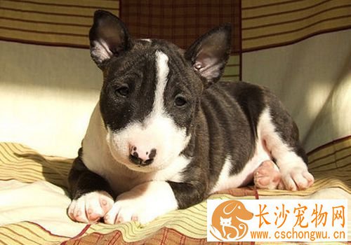迷你牛头梗幼犬怎么喂 每天需要喂食3到4顿