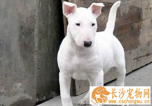 迷你牛头梗幼犬怎么喂 每天需要喂食3到4顿