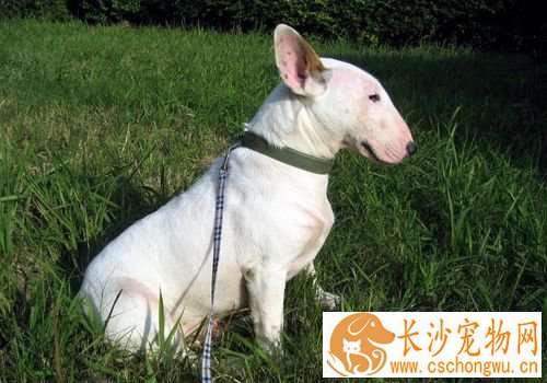 迷你牛头梗幼犬怎么喂 每天需要喂食3到4顿
