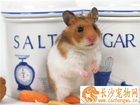 金丝熊的饲养方法 金丝熊绝对需要一笼一鼠饲养