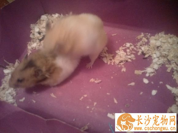 金丝熊的饲养方法 金丝熊绝对需要一笼一鼠饲养