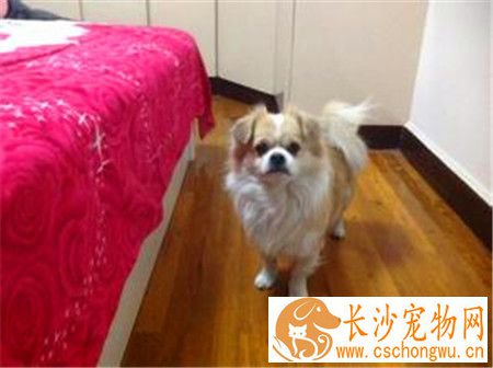 蝴蝶犬要怎么养 3个月内蝴蝶犬每天至少喂3到4次