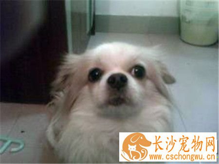 蝴蝶犬要怎么养 3个月内蝴蝶犬每天至少喂3到4次