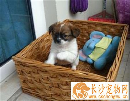 蝴蝶犬要怎么养 3个月内蝴蝶犬每天至少喂3到4次