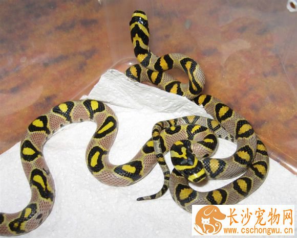 玉斑锦蛇饲养 受到惊吓或粗暴对待可能会咬人