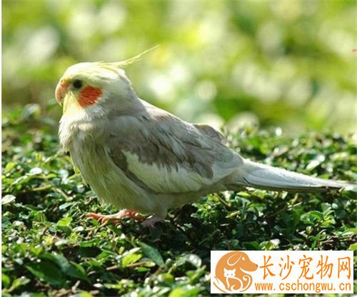 鸡尾鹦鹉饲养 鸡尾鹦鹉特别喜欢啃咬木质品