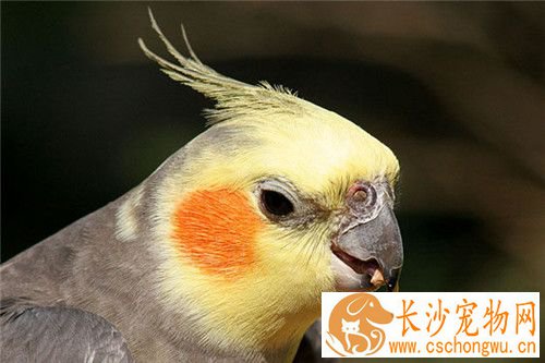 鸡尾鹦鹉饲养 鸡尾鹦鹉特别喜欢啃咬木质品
