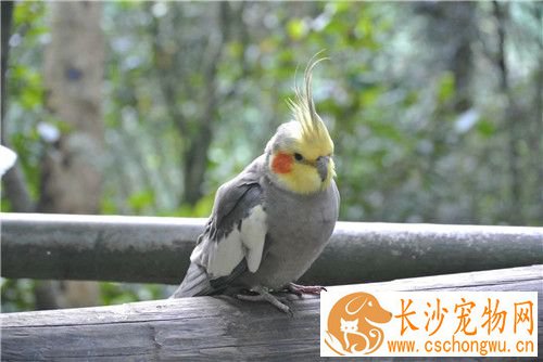 鸡尾鹦鹉饲养 鸡尾鹦鹉特别喜欢啃咬木质品