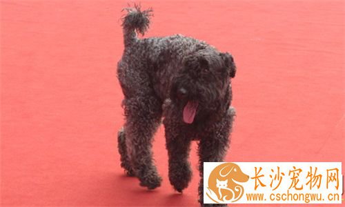 凯利蓝梗适合家养吗 一种十分爱运动的家养犬