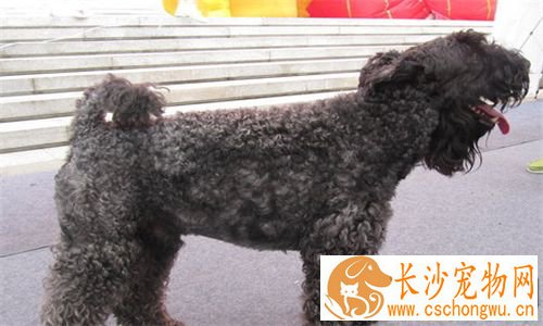 凯利蓝梗适合家养吗 一种十分爱运动的家养犬