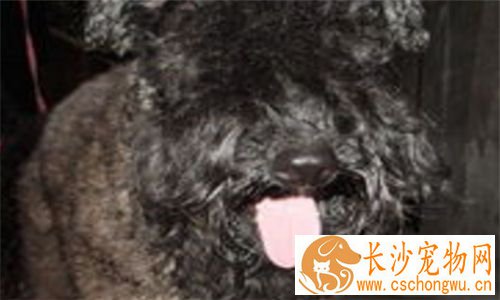凯利蓝梗适合家养吗 一种十分爱运动的家养犬