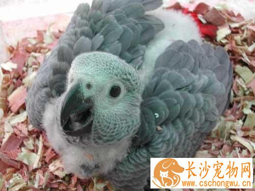 非洲灰鹦鹉怎么养 成长过程必须补充维生素