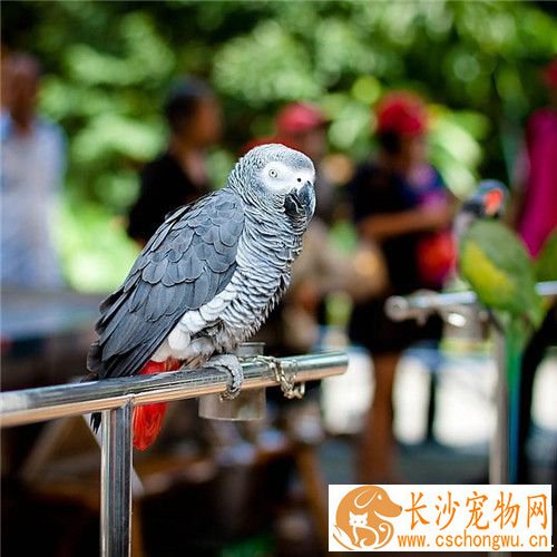 非洲灰鹦鹉怎么养 成长过程必须补充维生素