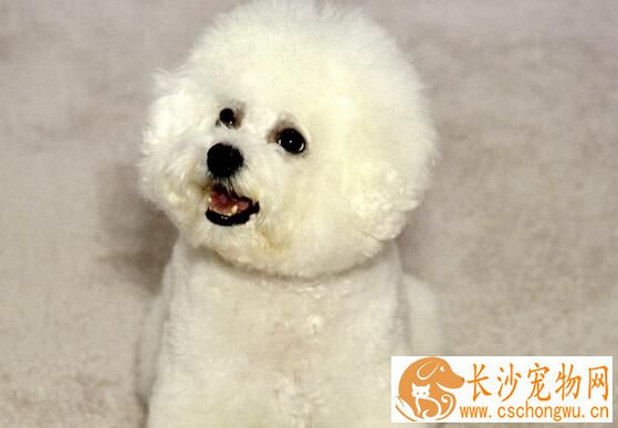 卷毛比熊犬喂养 每天的饲料应配肉类150到180克