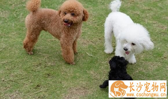 卷毛比熊犬喂养 每天的饲料应配肉类150到180克