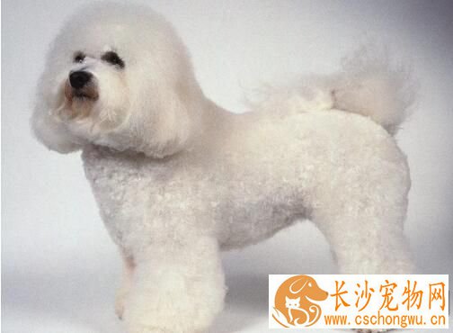 卷毛比熊犬饲养方法 比熊宝宝与小孩应保持一定距离