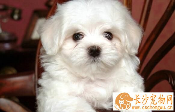 卷毛比熊犬饲养方法 比熊宝宝与小孩应保持一定距离