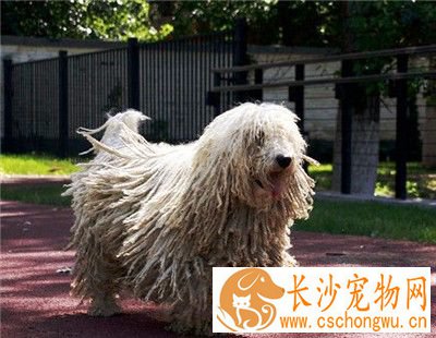 可蒙犬怎么养 洋葱是绝对不可以喂给狗吃的