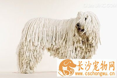 可蒙犬怎么养 洋葱是绝对不可以喂给狗吃的