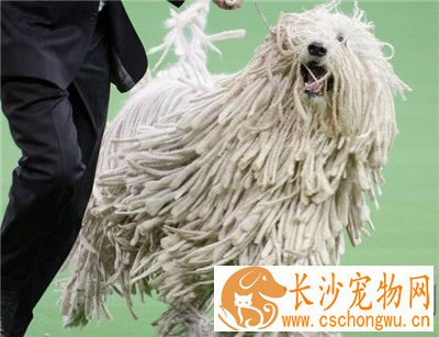 可蒙犬怎么养 洋葱是绝对不可以喂给狗吃的