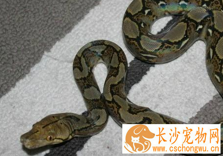 缅甸蟒怎么养 适应摄食已死或冷藏再化冻的动物