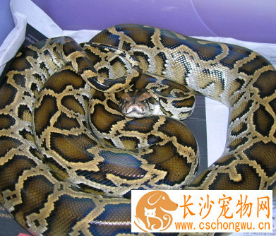 缅甸蟒怎么养 适应摄食已死或冷藏再化冻的动物