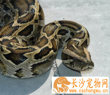 缅甸蟒怎么养 适应摄食已死或冷藏再化冻的动物