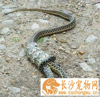 王锦蛇怎么养 最适宜的饲养温度为23到28度