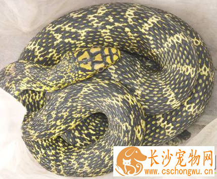 王锦蛇怎么养 最适宜的饲养温度为23到28度
