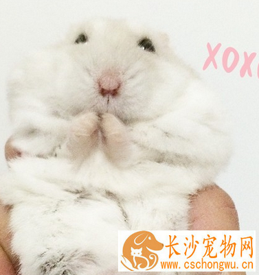 奶茶仓鼠饲养注意事项 按时给仓鼠添加食物及水