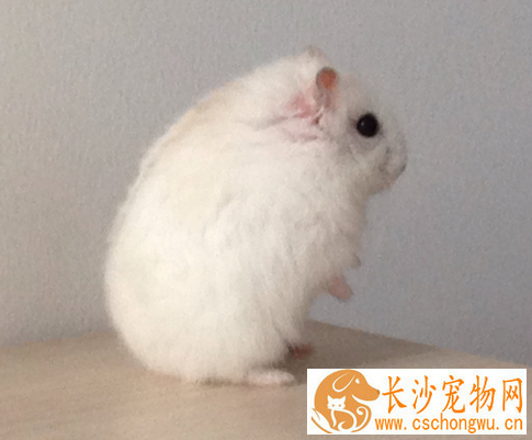 奶茶仓鼠饲养注意事项 按时给仓鼠添加食物及水