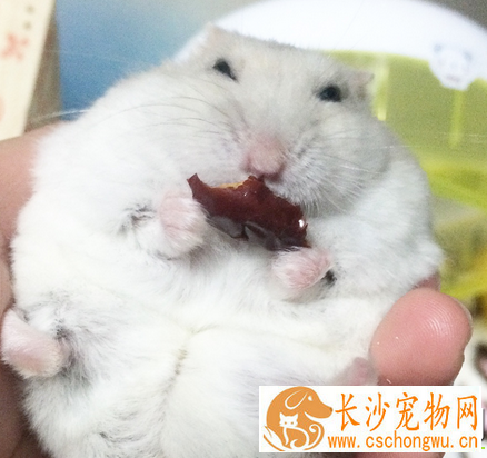 奶茶仓鼠饲养注意事项 按时给仓鼠添加食物及水