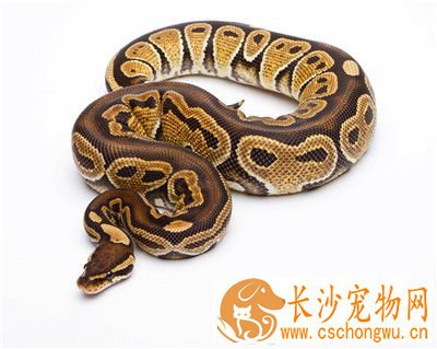 球蟒怎么养 建议使用纸作为球蟒的垫料