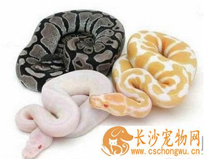 球蟒怎么养 建议使用纸作为球蟒的垫料