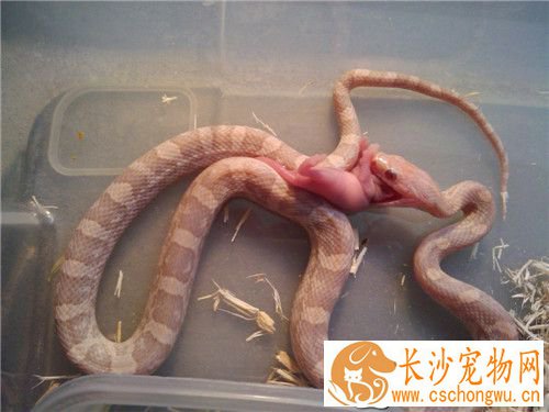 怎么养玉米蛇 家庭饲养最好喂小白鼠