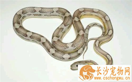 怎么养玉米蛇 家庭饲养最好喂小白鼠