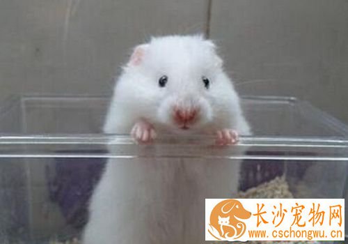 白熊仓鼠怎么养 最适合的温度约在27摄氏度