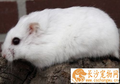 白熊仓鼠怎么养 最适合的温度约在27摄氏度
