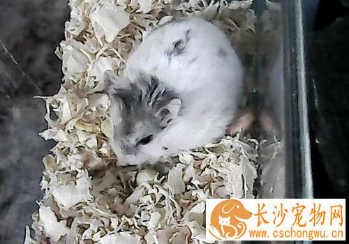 花斑仓鼠怎么养 饮水最好是给煮沸过的开水
