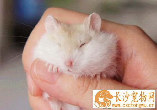 花斑仓鼠怎么养 饮水最好是给煮沸过的开水