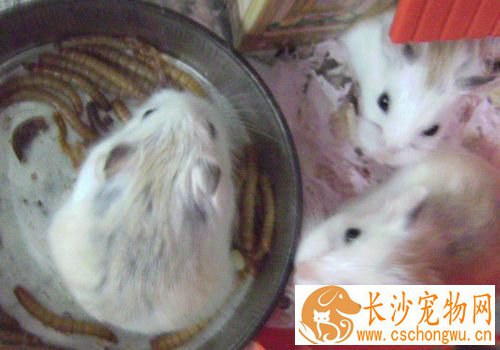 老婆婆仓鼠怎么养 给它备一个光线比较暗的环境