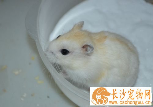 金狐仓鼠怎么养 金狐仓鼠最适宜温度20到28度