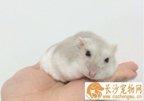 三线仓鼠如何饲养 蔬果部分勿一次喂食太多
