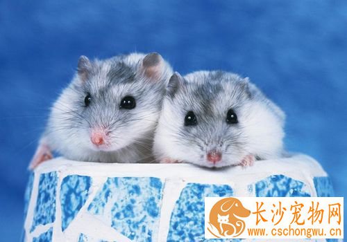 三线仓鼠如何饲养 蔬果部分勿一次喂食太多