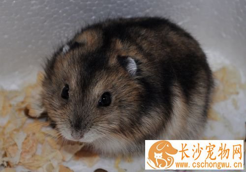 三线仓鼠如何饲养 蔬果部分勿一次喂食太多
